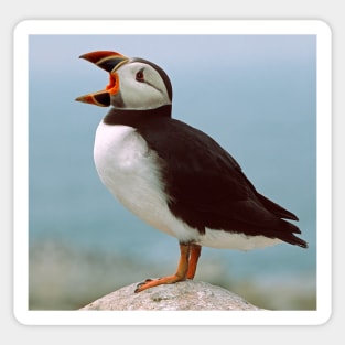 Puffin Profile Sticker